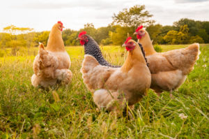 Poules plein air