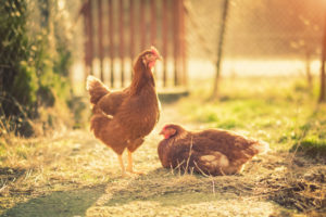 Poules plein air