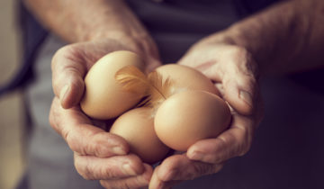 Extra-fresh eggs and pasteurized eggs: The promise of quality and safety