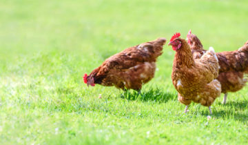 Cocotine end of caged eggs.