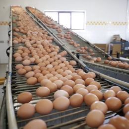A supplier of egg products for food manufacturing